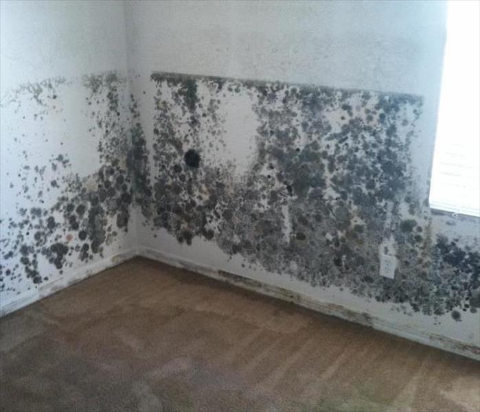 Mold growth in a home behind kitchen cabinets