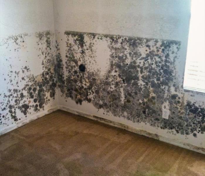 Mold growth on the walls of a Lakeland, FL home