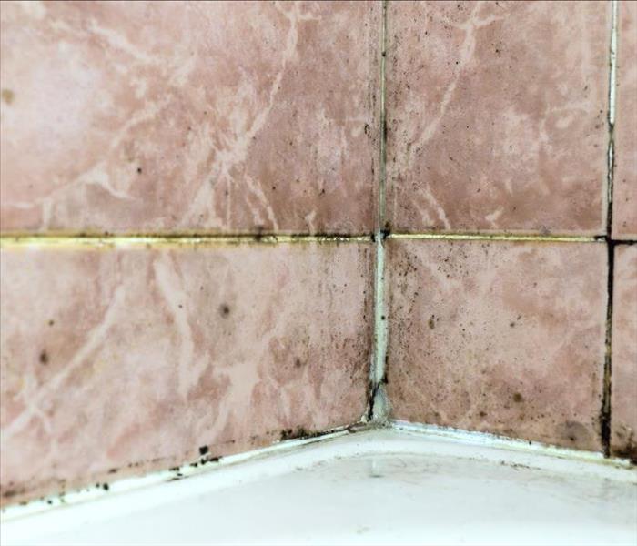 Mold in between tile in bathroom.