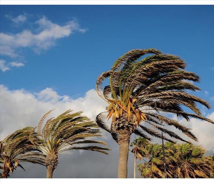 Palm Tree Blowing In The Wind in Lakeland, FL